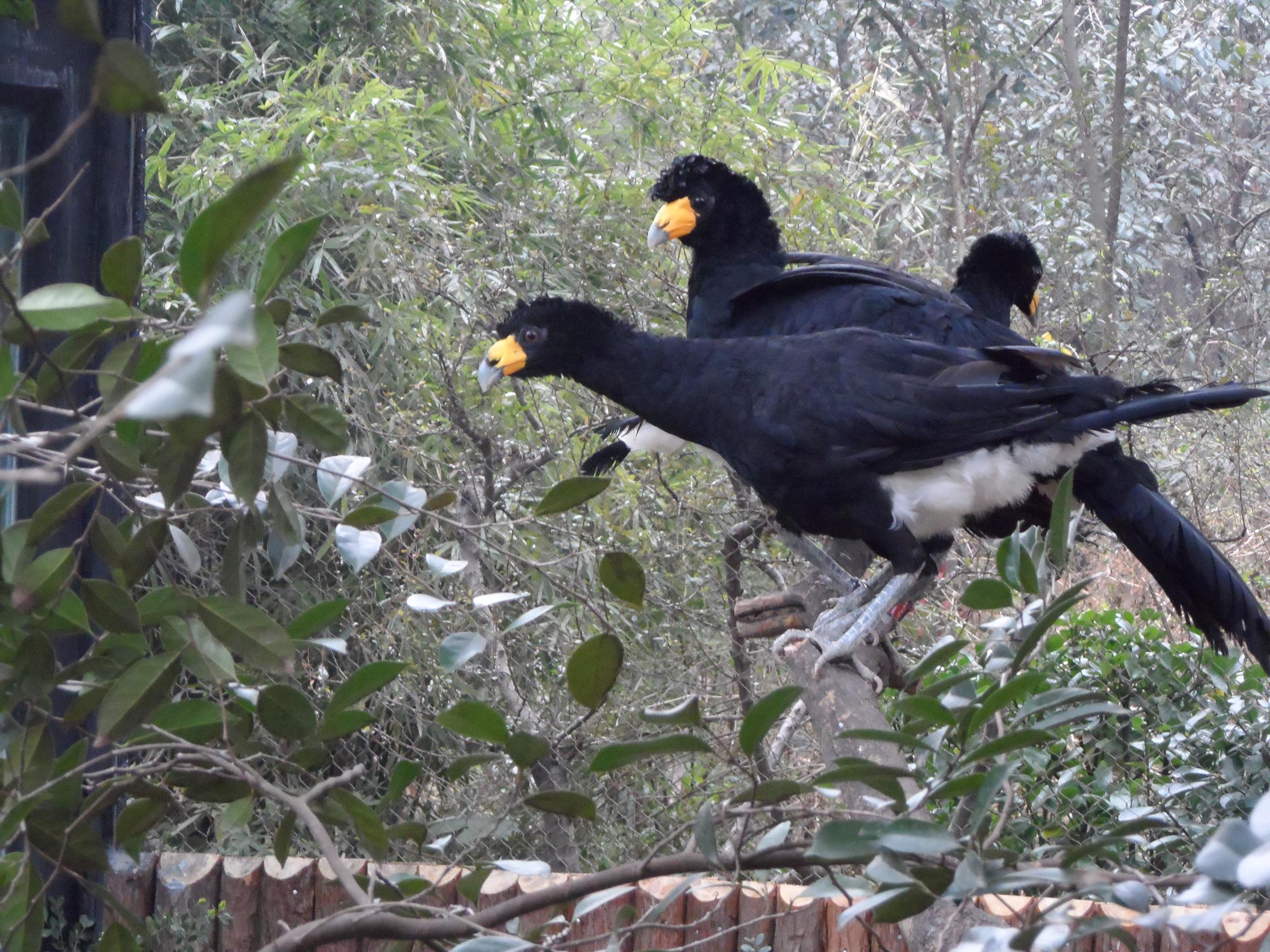 黑凤冠雉近日安家上海动物园