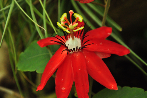 紅花西番蓮( passiflora coccinea),又名洋紅西番蓮,原產於南美洲,是