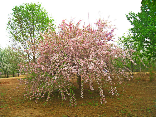 路易莎海棠资料图