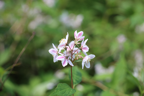 上海植物园里正处盛花期的溲疏品种,有位于松柏园银杏林下的冰生溲疏