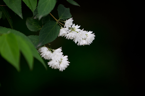 重瓣溲疏-资料照片