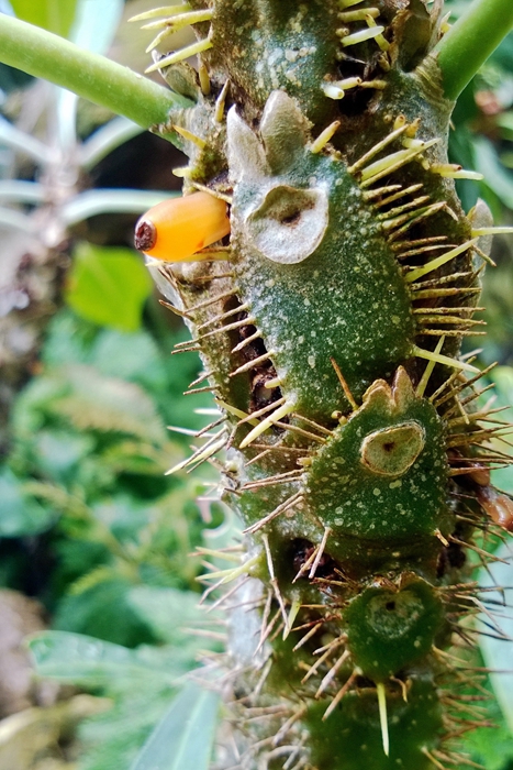 ceae),兰科( orchidaceae),凤梨科( bromeliaceae),以及蚁栖蕨类植物