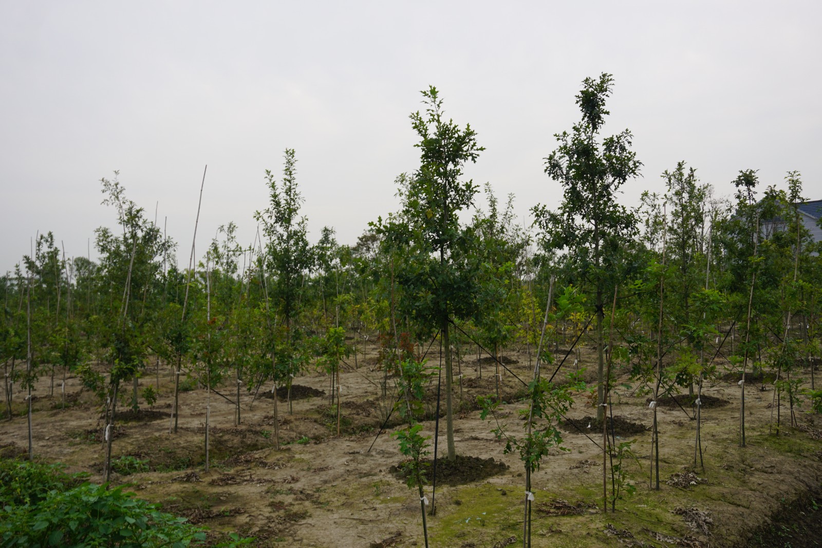 昆明宜良苗圃基地苗木图片