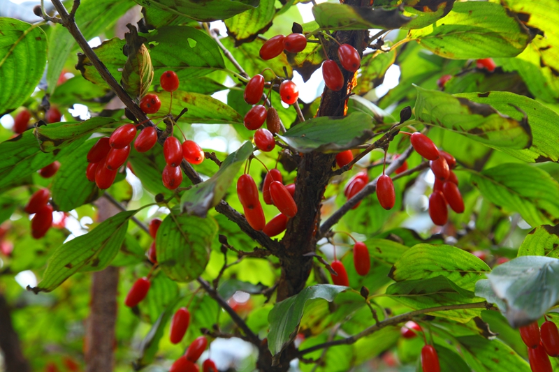 山茱萸